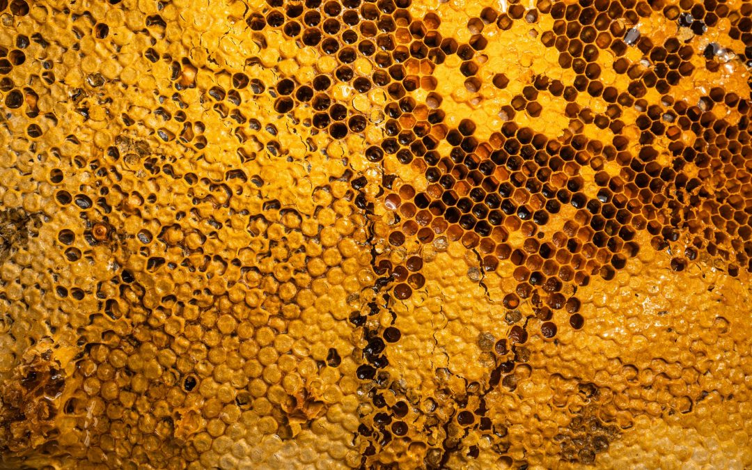 Give bees a chance: the ancient art of beekeeping could save our honey (and us too)