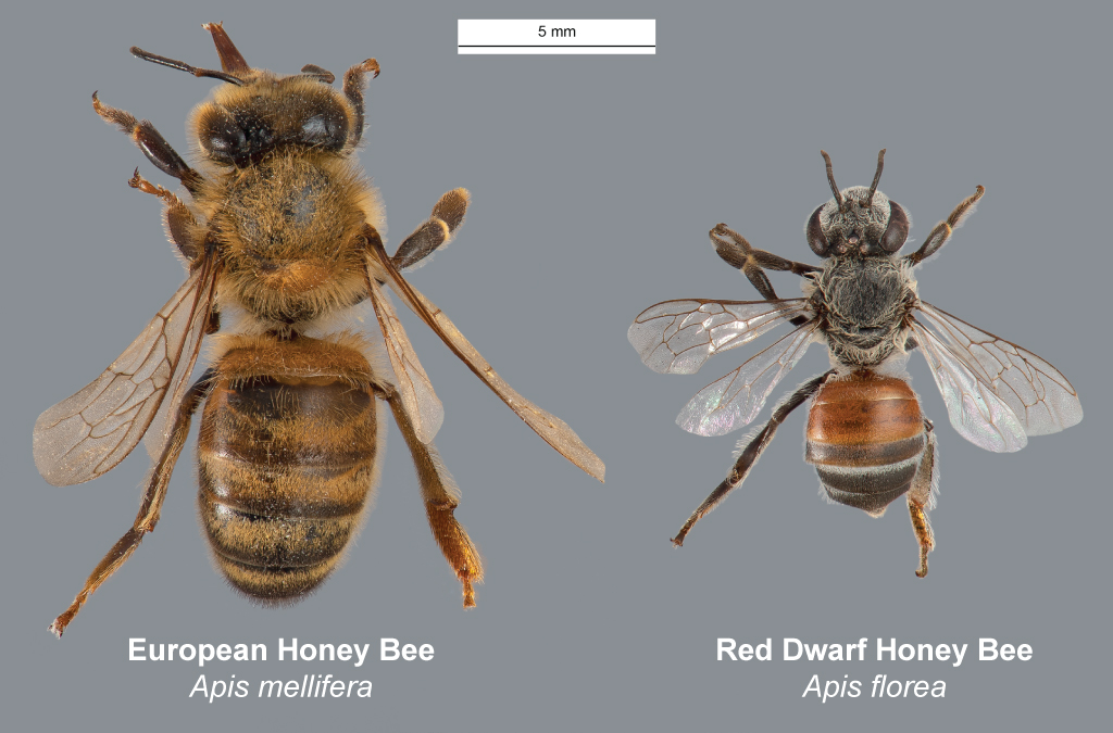 Red Dwarf Honey Bee Alert