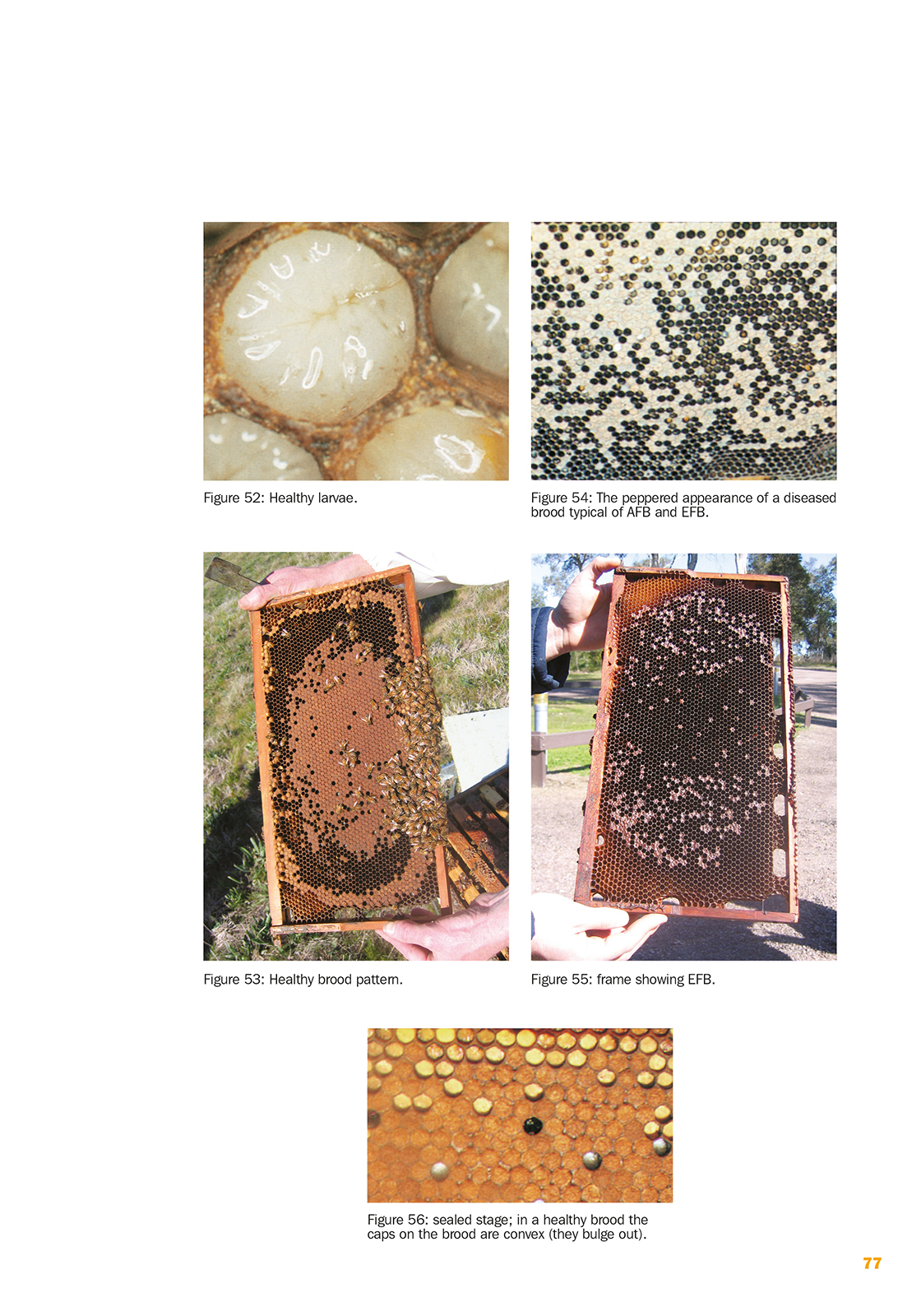 AgGuide - Bee AgSkills - Image 5