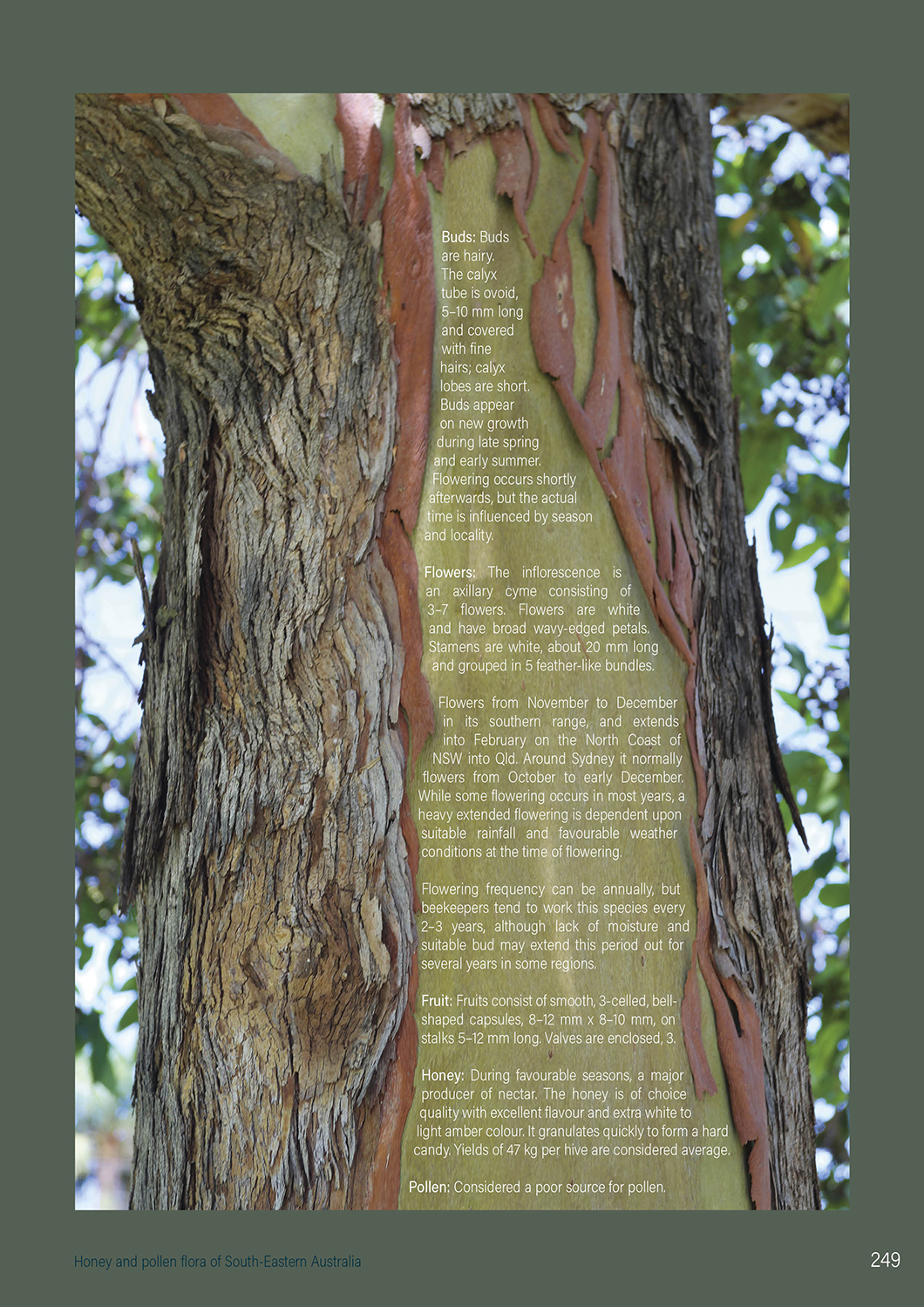 Honey and Pollen Flora of SE Australia - Image 4